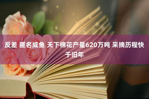 反差 匿名咸鱼 天下棉花产量620万吨 采摘历程快于旧年